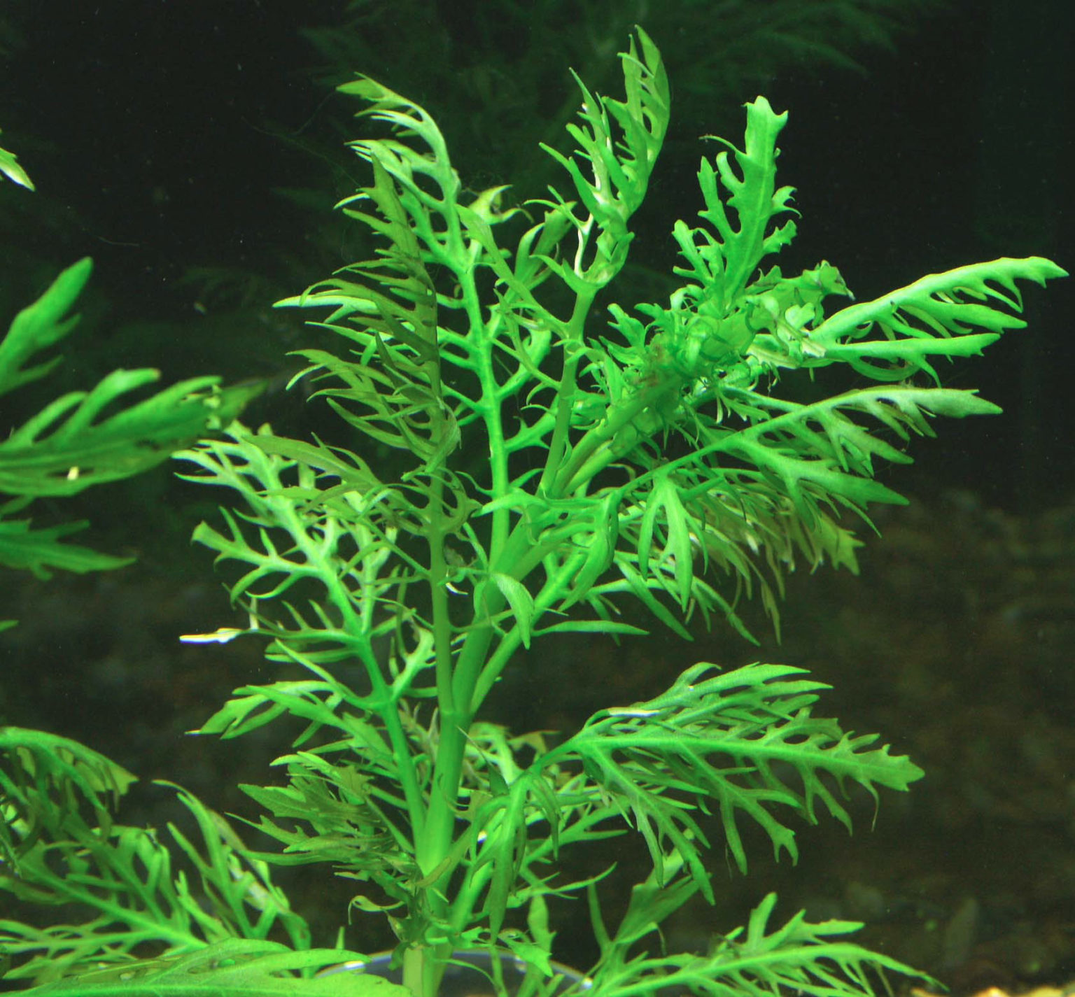 Гигрофила Синема аквариумное растение